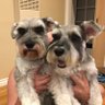 Simone & the Schnauzers's profile picture