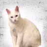 Profilbild von kedi t