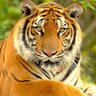 Chitwan Tiger 的头像