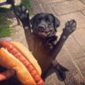 Profilbild von Hotdogdoggo