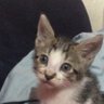 Profilbild von Catman