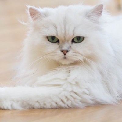 ShelleyGldschmt's profile picture