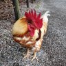 鳥庭 profil fotoğrafı