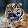 野牛 profil fotoğrafı
