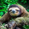 Bishop Sloth 的头像