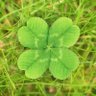 Фото профиля Clover 🍀