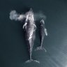 Profilbild von #العلوم_الطبيعية🐋🌧