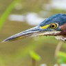 Profilbild von The Green Heron