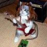 Profilbild von Rock Kitten