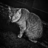 孤高のスナップシューター's profile picture