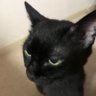 tontom 的头像