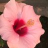 Dr. Namita Nagpal's profile picture