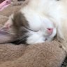 かおりん 的头像