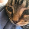 猫毛玉's profile picture