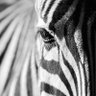 Ten profil fotoğrafı