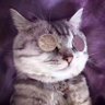维尼写诗's profile picture