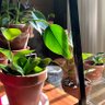 Фото профиля pfil.odendron