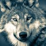 Silver Wolf - XX 的头像