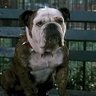 beefy profil fotoğrafı