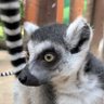 ビーンちゃん profil fotoğrafı