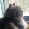 華. profil fotoğrafı
