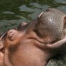 TumbaHippo 的头像