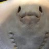 クラゲちゃん profil fotoğrafı