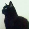ダマシ猫 的头像