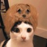 looomi's profile picture