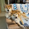 Фото профиля こん助&ゆな