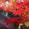 Фото профиля ma抜けのkotoさん