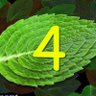 Mint Leaf's profile picture
