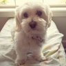 Mike's Tweets 🐾🇺🇸🌻🇺🇦🐾 profil fotoğrafı