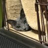 JJ☆めとはを大切に 的头像