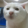 maplesyrupghost's profile picture