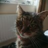 Lord Chester(deceased)'s profile picture
