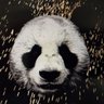 FurZai 的头像