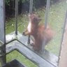 Save our Squirrels 的头像