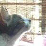 Фото профиля SASA
