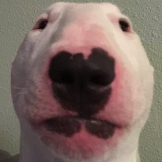 EZChamp's profile picture