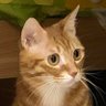 Verix's profile picture