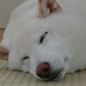 みこ伯 的头像