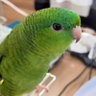 ウロコ絵師見習いヒロミ【モデル募集休止中】 的头像