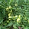 Mukudzvova Farm Produce 的头像