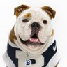 Butler Blue IV's profile picture