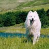 Al Barker profil fotoğrafı