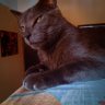 LUUs KaT profil fotoฤrafฤฑ