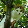 Profilbild von Pythagore
