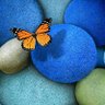🦋Aneeka's profile picture