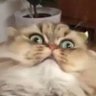 Фото профиля meow is left